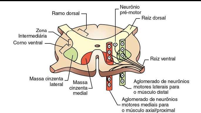 ORGANIZAÇÃO DA