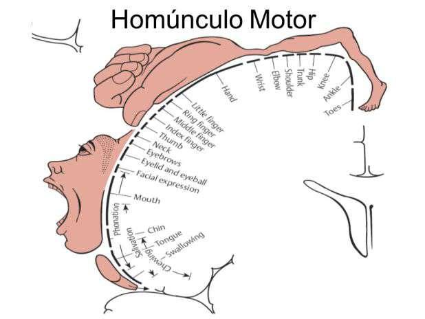 HOMÚNCULO MOTOR Córtex motor tem organização topográfica que acompanha o córtex somatossensorial.