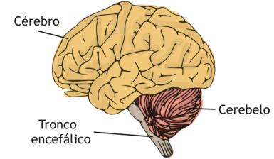 CEREBELO Divisão funcional: 1) espino-cerebelo: equilíbrio, postura e suavidade movimentos 2) vestíbulo-cerebelo: posição da cabeça 3) cerebro-cerebelo: modulação da movimentação voluntária Regula os