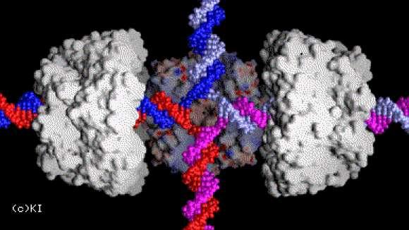 Migração de ssdna - RuvAB de E.