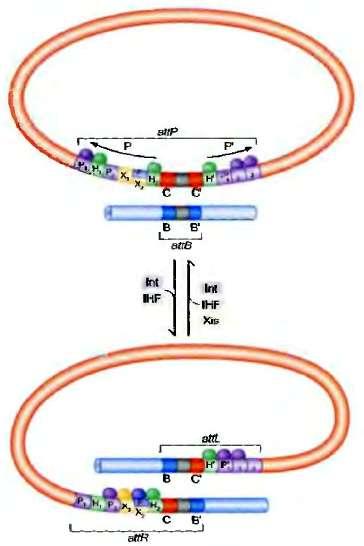 Integrase