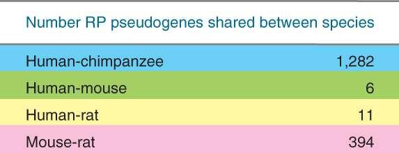 FIGURE 24: Most human RP pseudogenes are of recent origin; many are shared with the