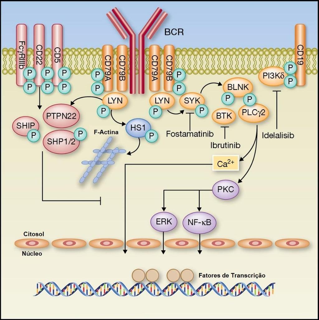 Os casos de LLC com o gene IGH não mutado, são mais responsivos à estimulação do BCR, havendo uma ativação da via de sinalização celular (4,26).