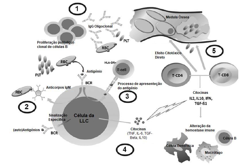 Figura 8 Mecanismos fisiopatológicos das citopenias autoimunes.