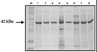2 estudos sobre o polipeptídio de 42 kda (marcador bioquímico) do isolado CMS 23, visando o desenvolvimento de marcadores moleculares de DNA para a identificação de bactérias endofíticas do milho.