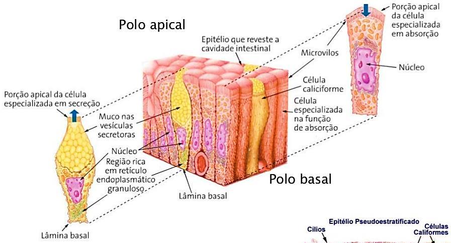 A polaridade e a nutrição dos epitélios