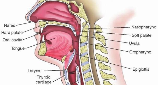 ANATOMIA NARIZ Seios da face Ouvido médio