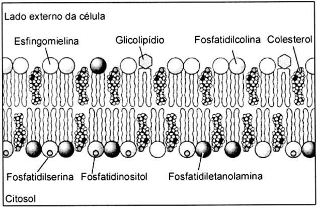 Não há necessidade de folhas em anexo, todas as respostas serão exclusivamente na lista. O não atendimento a algum desses itens faculta ao professor o direito de desconsiderar a lista.