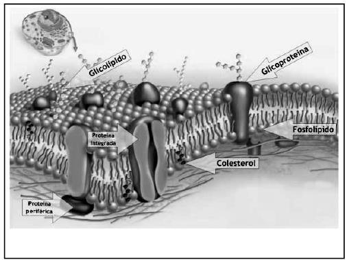 permeabilidade seletiva. respeito da membrana plasmática celular esquematizada na figura abaixo e suas propriedades, julgue as afirmativas que se seguem: Fonte: Enem virtual.