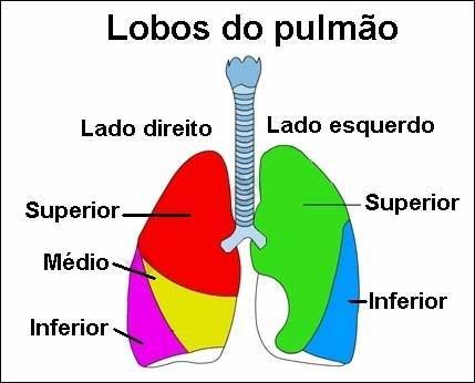 f) Pulmões O pulmão direito é separado do esquerdo por meio de um espaço, mediastino, e a