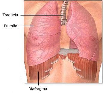 O tecido pulmonar é formado pela árvore brônquica e pelos milhões de alvéolos.
