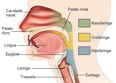 b)faringe É um conduto que se estende na região do pescoço, pertence à via respiratória e ao tubo digestivo.