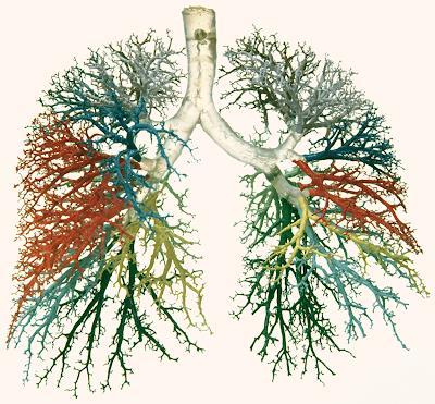 Os brônquios, ao penetrarem nos pulmões, vão se ramificando