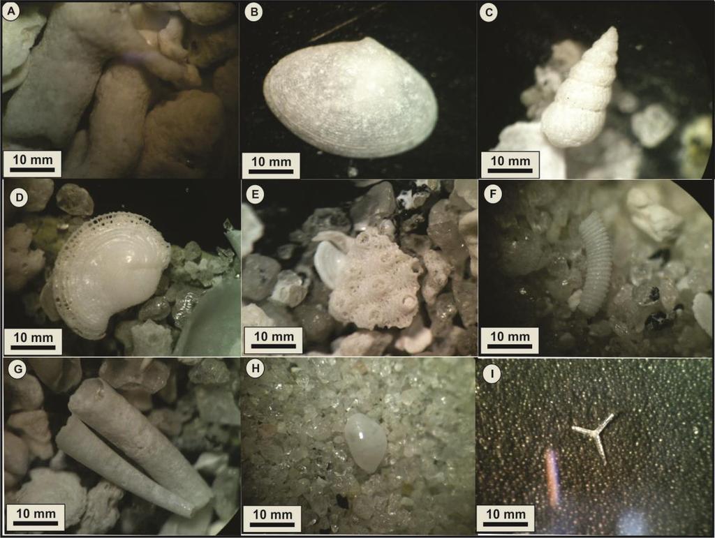 53 específicos de avaliação de impacto ambiental com base na macrofauna foram desenvolvidos no PMAE-Per, pela Universidade Federal de Pernambuco (UFPE) (Petrobras, 2013).