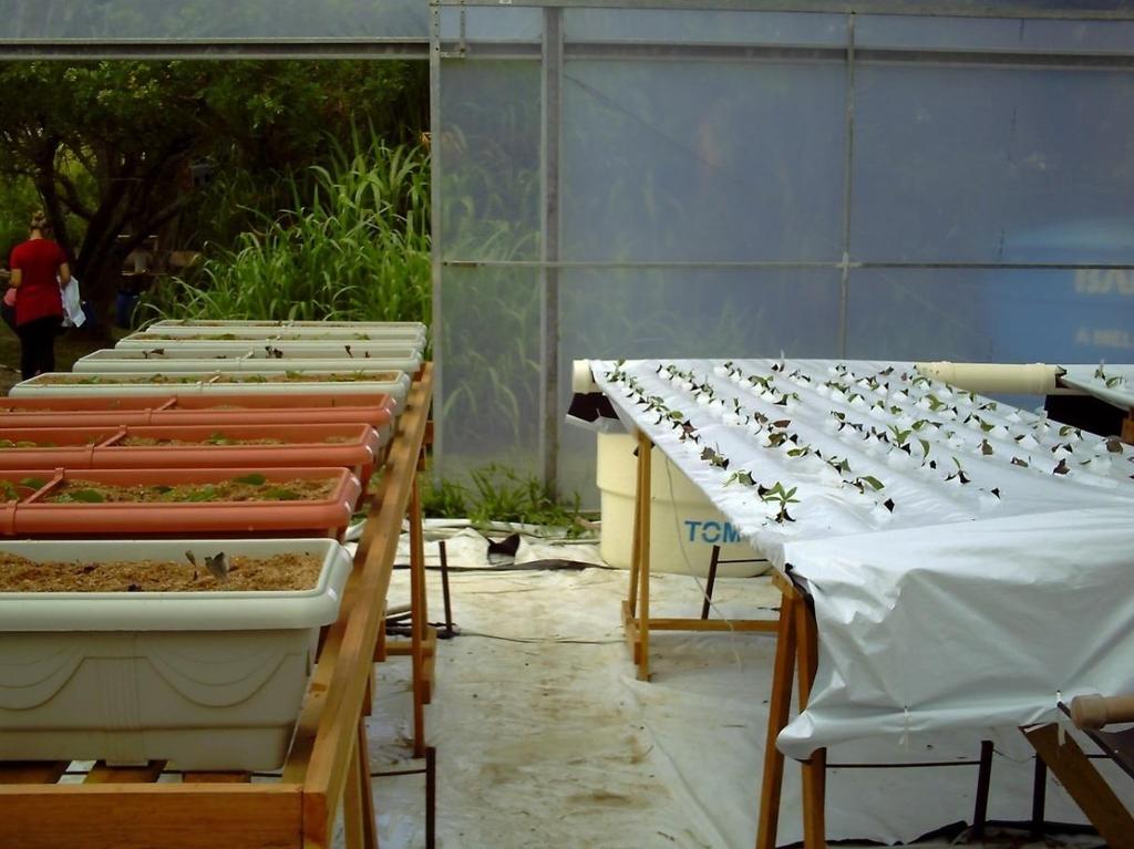 109 Figura 2: Miniestacas enraizadas de Capdeboscq transplantadas em sistema de cultivo semi-hidropônico e NFT, 2011. Pelotas/FAEM-UFPel, 2013. Foto: Tomaz, 2011.