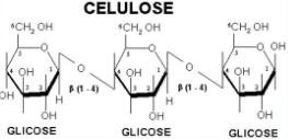 Celulose Polissacarídeo linear composto por