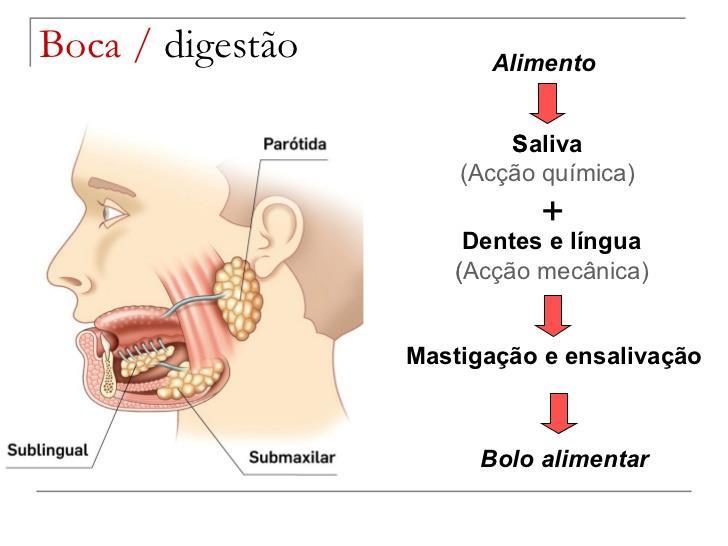 amilosemonossacarídeos em maltose e a amilopectina em Maltose + Dextrina.