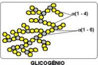 Glicogênio Glicogênio Hepático Função Manutenção da [ ] sanguínea de glicose, particularmente entre as refeições e início do jejum Outras funções Tamanho dos depósitos Controle hormonal Utilizado