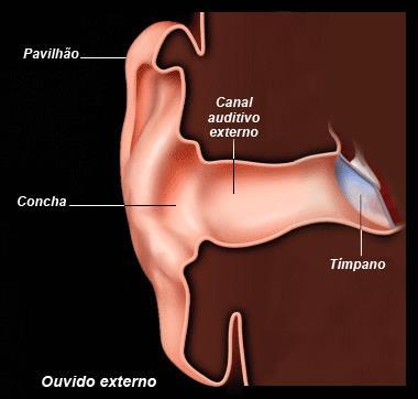 Ouvido externo Pavilhão auricular (Orelha) capta e canaliza as ondas para o meato