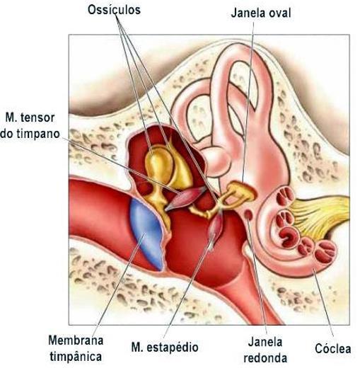 OUVIDO MÉDIO Tímpano Ossículos auditivos Martelo Bigorna