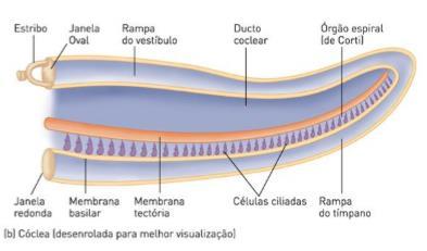 Órgão de Corti O órgão de Corti se