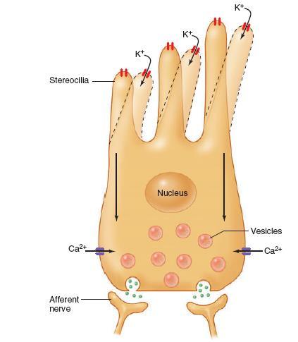 CÉLULA