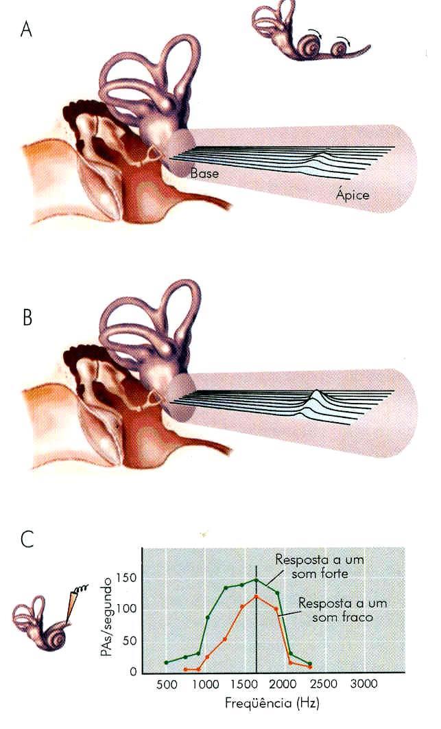 Percepção da intensidade de um som (AMPLITUDE) Grau de intensidade do som estimulação das células