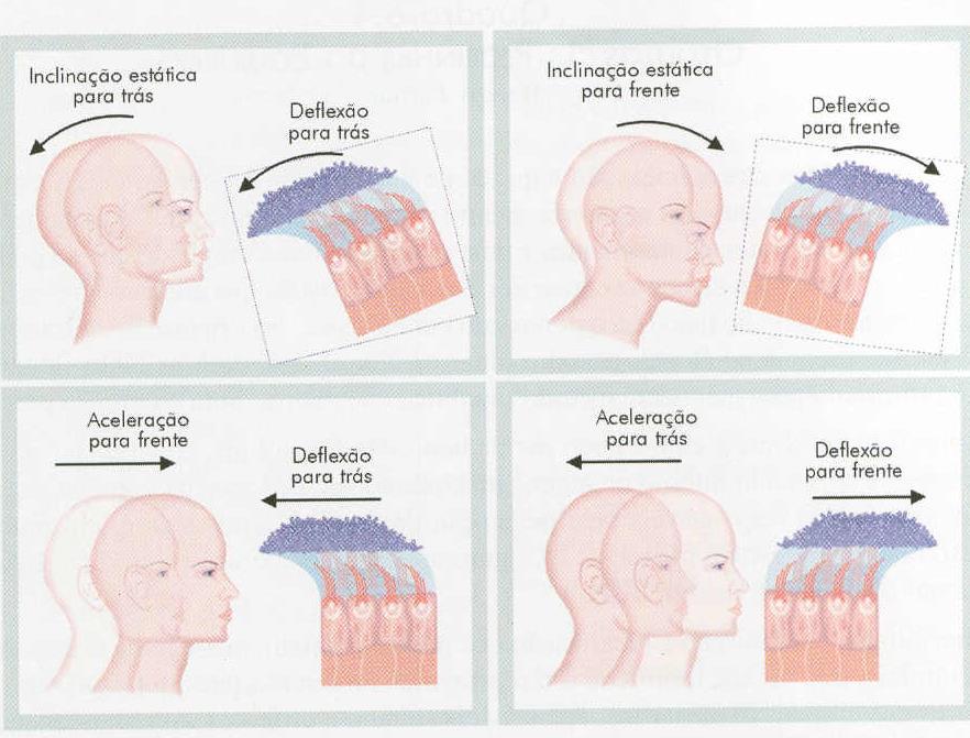 Utrículo e o Sáculo Os otólitos são mais densos que os tecidos e quando a cabeça se move ocorre