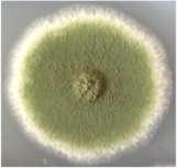 Exemplo Para induzir mutações no fungo Aspergillus nidulans, esporos são submetidos à ação da luz ultravioleta e analisados para a detecção de mutantes morfológicos e mutantes revertentes para marcas