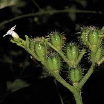 urtiga, é uma espécie arbustiva, perene e ocorre principalmente em áreas abertas da caatinga.