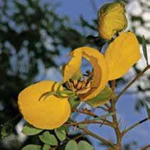 Caatinga, Cerrado Senna trachypus, conhecida popularmente como canafístula, é um arbusto perene e de porte médio.