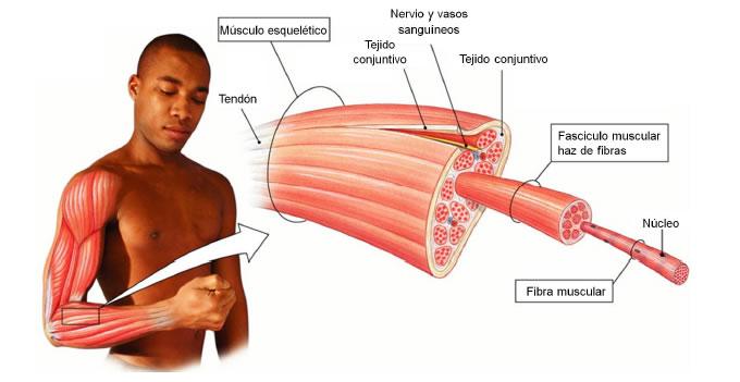 AS FIBRAS MUSCULARES SÃO LONGAS E ESTREITAS QUANDO RELAXADAS.