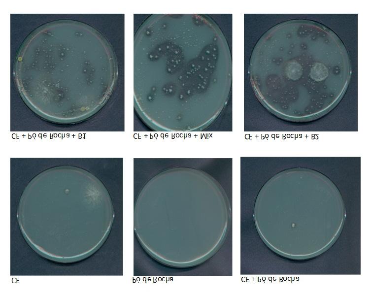 Sobrevivência de Microrganismos Solubilizadores de Fosfato em Fertilizantes Organominerais Granulados 3 Figura 1.