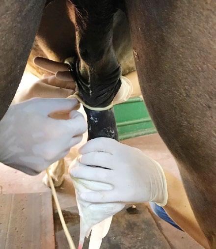 O animal foi mantido em posição quadrupedal e o protocolo anestésico de escolha foi a administração, pela via intravenosa, de bolus de detomidina (0,01 mg/kg) em duas aplicações.