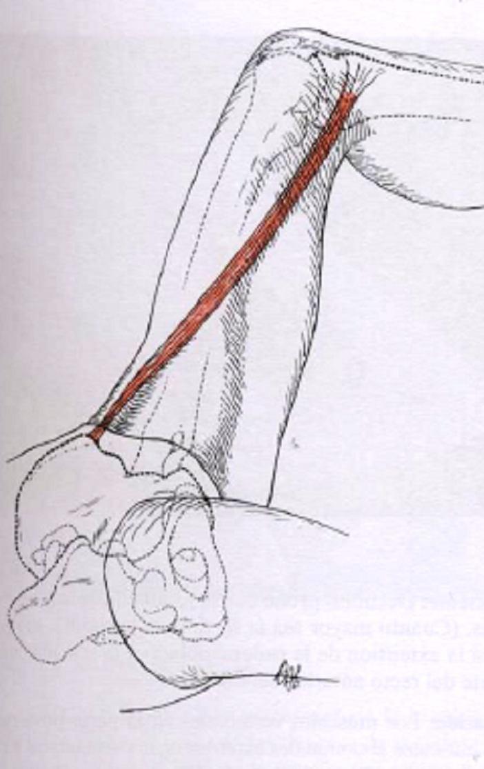 paciente: decúbito dorsal, neutralizar a pelve com o exercício de ponte Posição do terapeuta: na lateral da maca, ao lado da perna a ser testada Fixação: não há fixação