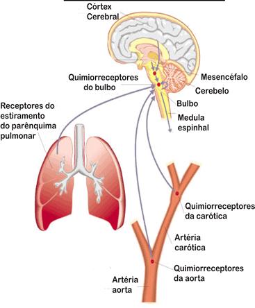 Atividade Respiratória é altamente responsiva às variações de: Convergência de