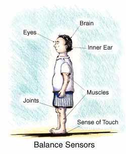 Postura: Orientação e Equilíbrio involve ajuste contínuo de vários sistemas sensoriais Orientação
