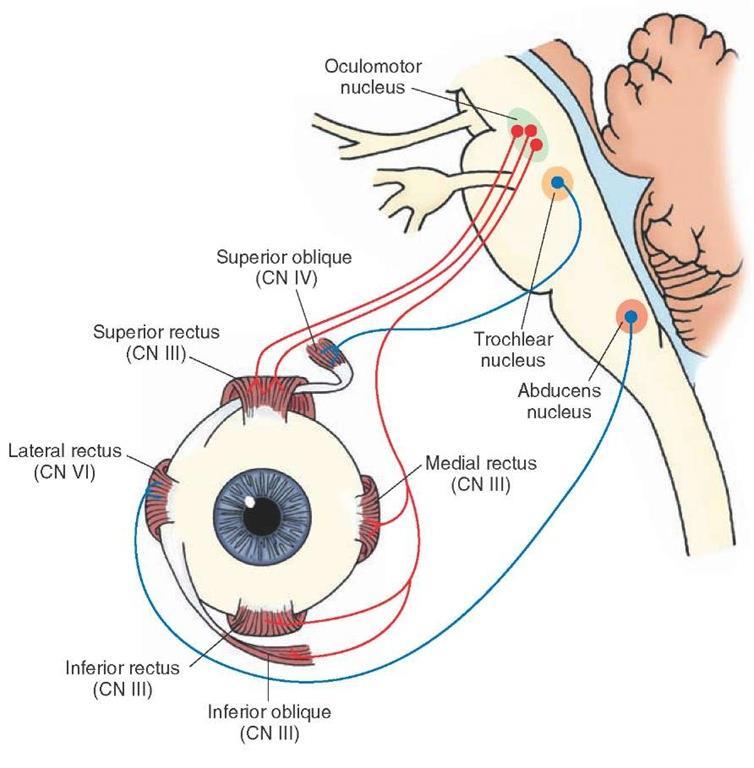 Reflexo Vestíbulo-Ocular (estabiliza a imagem para compensar o movimento da cabeça) ex: quando um indivíduo caminha e sua cabeça
