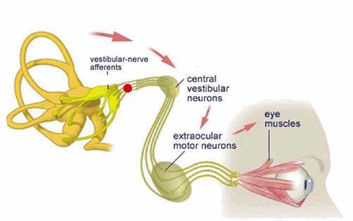 Reflexo Vestíbulo-Ocular (compensa o movimento da cabeça) 1 O aparelho vestibular sinaliza o movimento da cabeça e o sistema oculomotor usa essa informação para manter a imagem visual sem