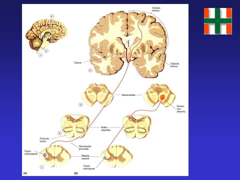 Via Córtico-Espinhal Via Rubro-Espinhal Trato Rubroespinhal