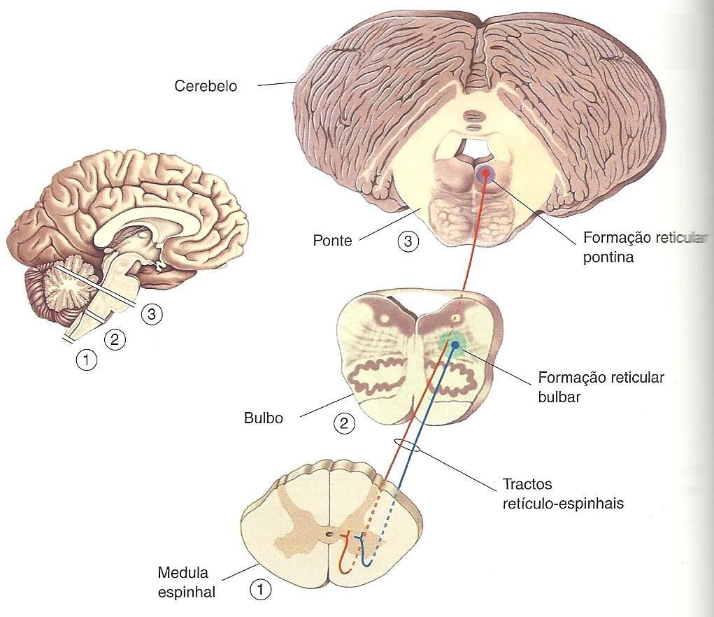 Cerebelo e via retículo-espinhal efeito sobre os motoneurônios gama Trato Retículo-Espinhal Pontino Trato Retículo-Espinhal Bulbar A