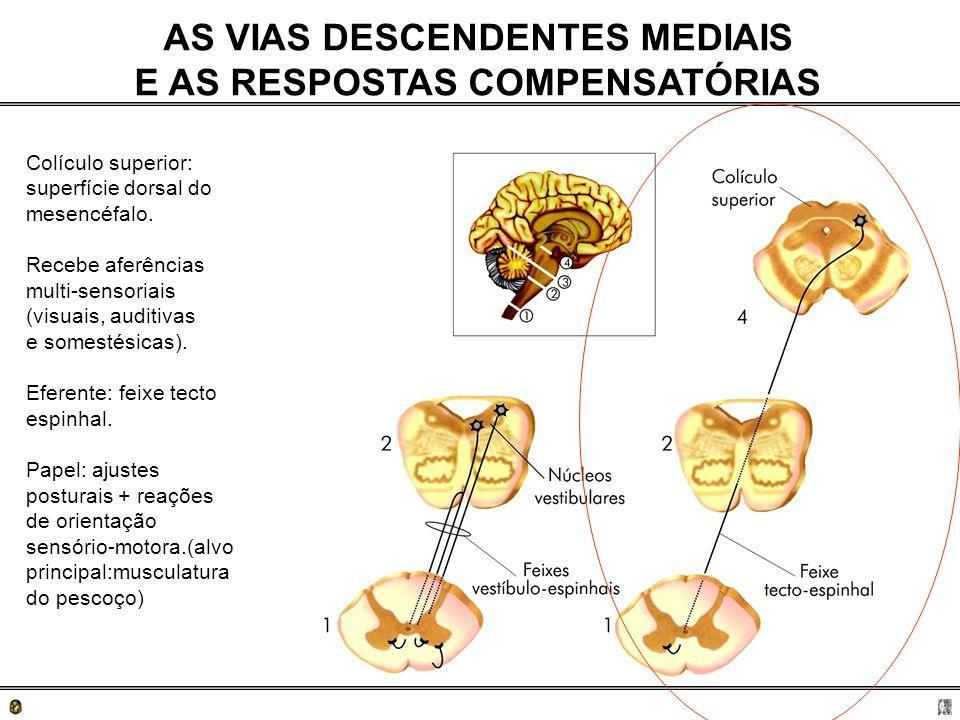 Trato Tectoespinhal responsável pelo controle da musculatura do pescoço e posicionamento da