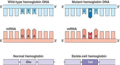 translocações cromossomais Mutação de ponto resultando em troca de