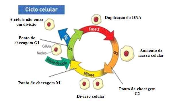 4 Alterações no ciclo celular faz com que a
