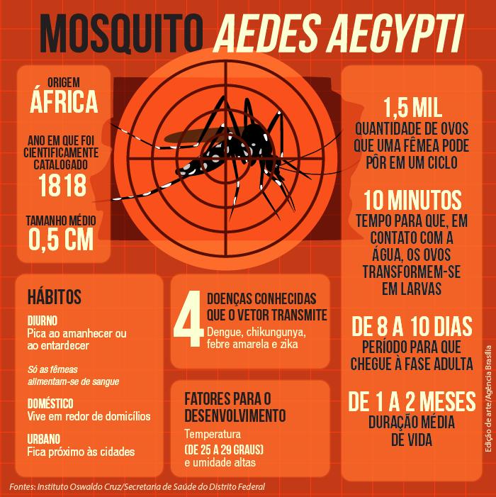 O mosquito Aedes aegypti mede menos de um centímetro, tem aparência inofensiva, cor café ou preta e listras brancas no corpo e nas pernas.