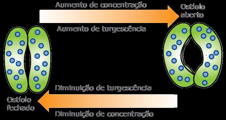 E. TRANSPIRAÇÃO 1. Transpiração estomática: ocorre por meio dos estômatos e é responsável por até 90% da água eliminada 2.