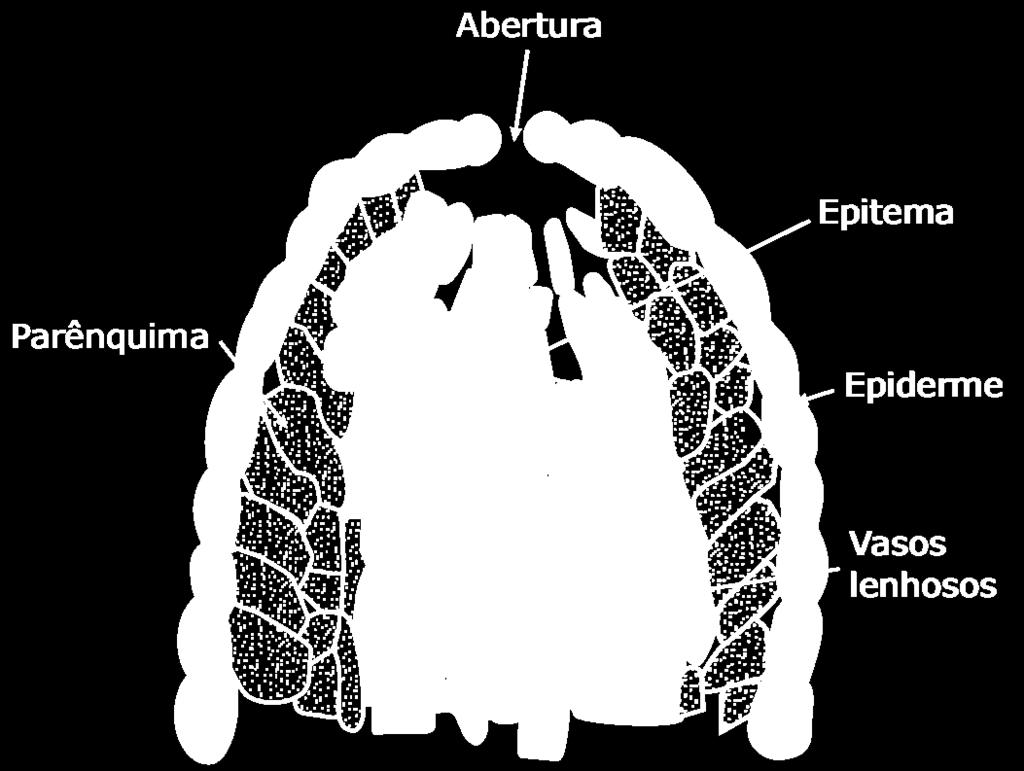 F. SUDAÇÃO OU GUTAÇÃO i.