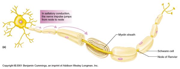 Propagação do Potencial de Ação Na condução saltatória o impulso nervoso