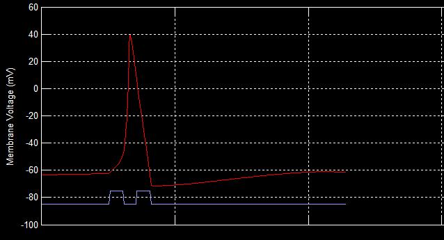 Propagação do Potencial de Ação Durante a propagação do potencial de ação, o canal de Na + dependente de voltagem entra num período refratário após o fechamento.