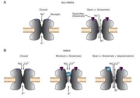 Receptores glutamatérgicos NMDA